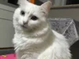 Catarina