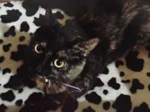 Gato raça SRD idade 3 anos nome Dorotéia