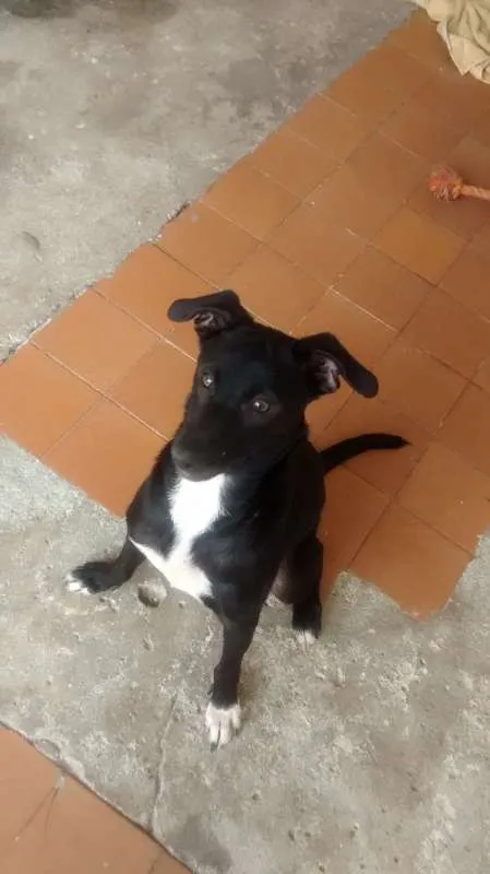 Cachorro ra a Sem raça idade 7 a 11 meses nome Meg