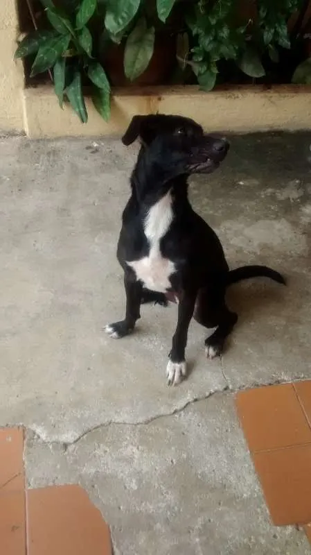 Cachorro ra a Sem raça idade 7 a 11 meses nome Meg