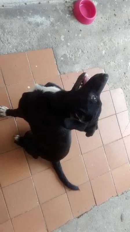 Cachorro ra a Sem raça idade 7 a 11 meses nome Meg