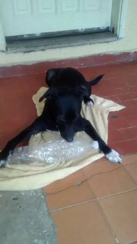 Cachorro ra a Sem raça idade 7 a 11 meses nome Meg