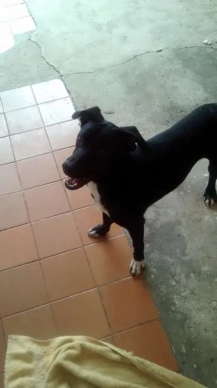 Cachorro ra a Sem raça idade 7 a 11 meses nome Meg