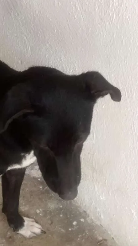 Cachorro ra a Sem raça idade 7 a 11 meses nome Meg