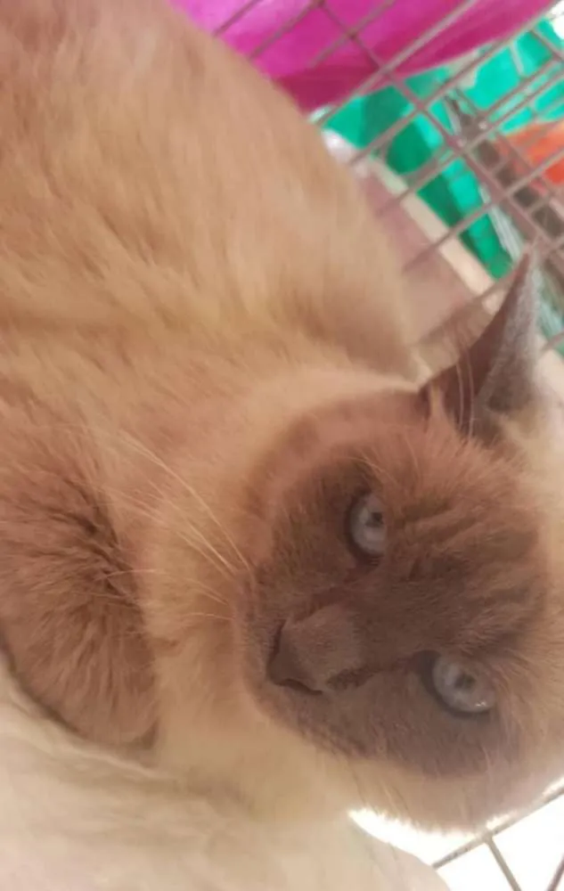 Gato ra a SRD idade 1 ano nome Lucy