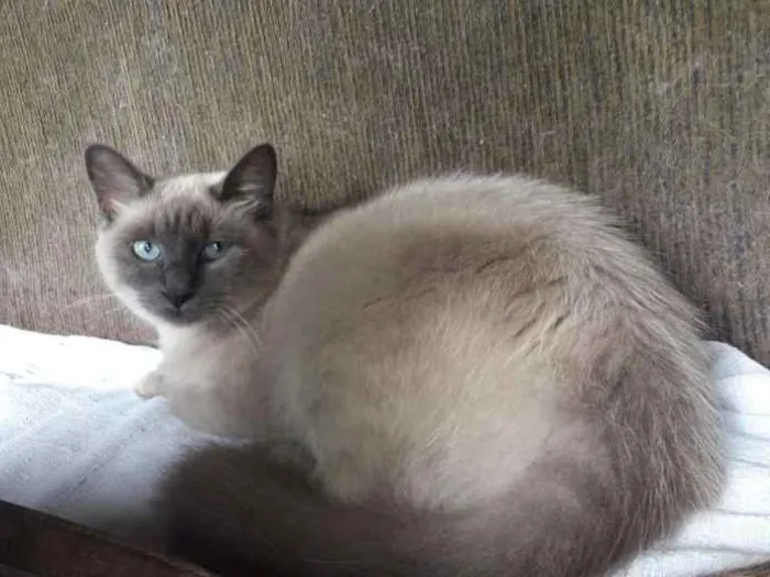 Gato ra a SRD idade 1 ano nome Lucy