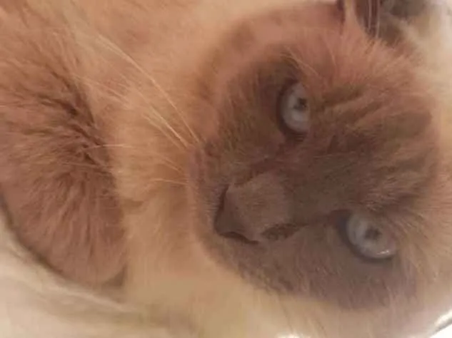 Gato ra a SRD idade 1 ano nome Lucy