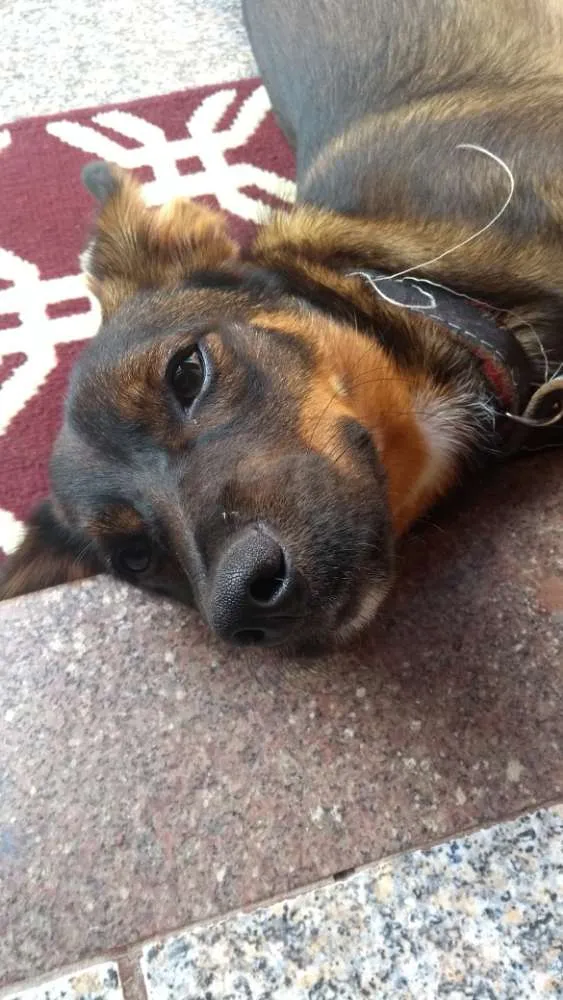 Cachorro ra a Vira lata idade 7 a 11 meses nome Bob