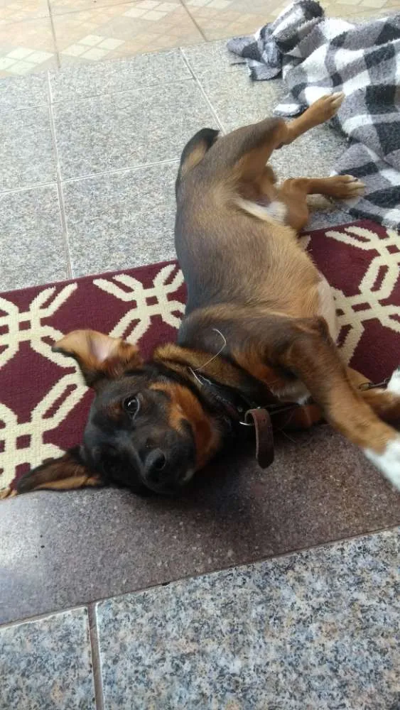Cachorro ra a Vira lata idade 7 a 11 meses nome Bob