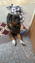 Bob