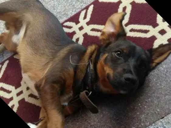 Cachorro ra a Vira lata idade 7 a 11 meses nome Bob