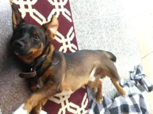 Cachorro raça Vira lata idade 7 a 11 meses nome Bob