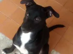 Cachorro raça Sem raça idade 7 a 11 meses nome Meg