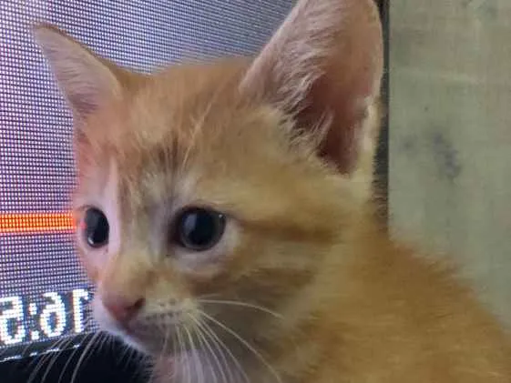 Gato ra a SRD idade 2 a 6 meses nome Gatinhos em Brasília