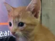 Gatinhos em Brasília