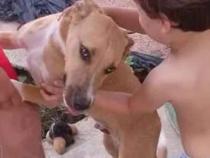 Cachorro raça Vira lata idade 4 anos nome Charlie