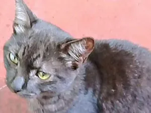 Gato raça SRD idade 2 a 6 meses nome Léo