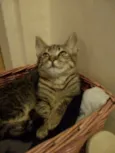 BOB