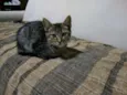 BOB