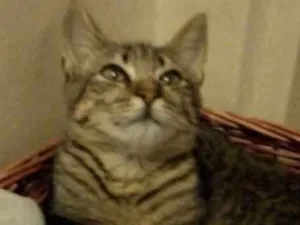 Gato raça SRD idade 2 a 6 meses nome BOB