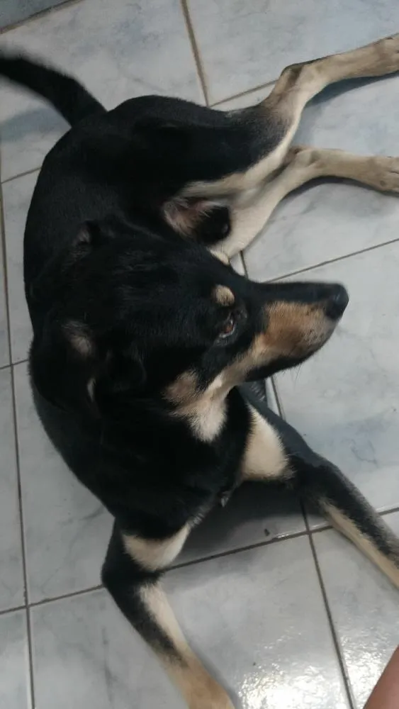 Cachorro ra a Vira lata idade 2 anos nome Beethoven