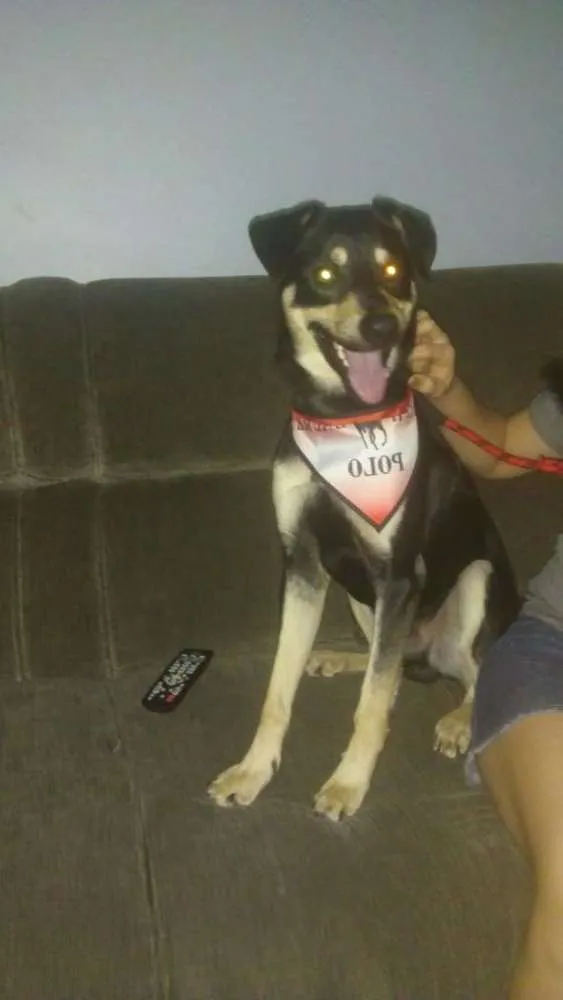 Cachorro ra a Vira lata idade 2 anos nome Beethoven