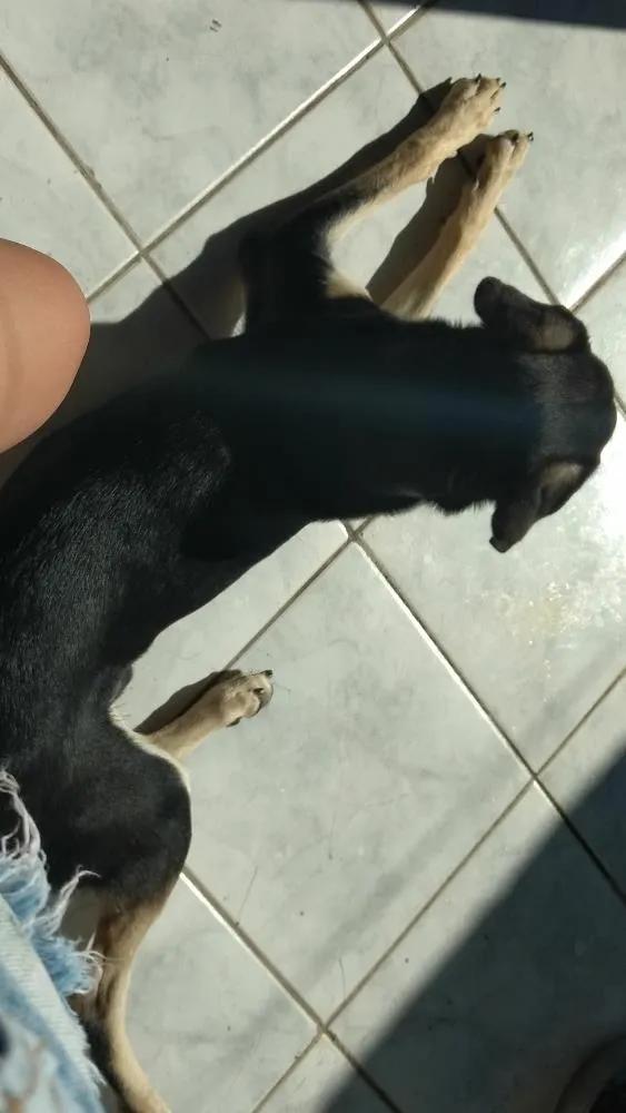 Cachorro ra a Vira lata idade 2 anos nome Beethoven