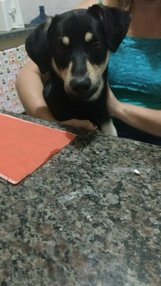 Cachorro ra a Vira lata idade 2 anos nome Beethoven