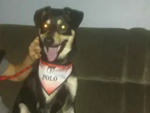 Cachorro raça Vira lata idade 2 anos nome Beethoven