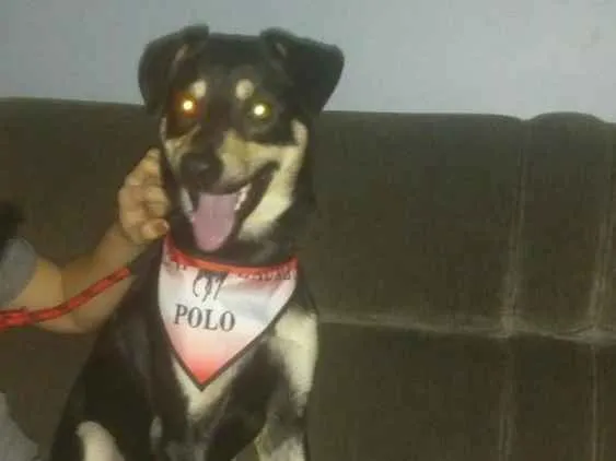 Cachorro ra a Vira lata idade 2 anos nome Beethoven