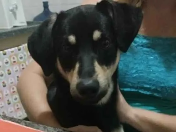 Cachorro ra a Vira lata idade 2 anos nome Beethoven
