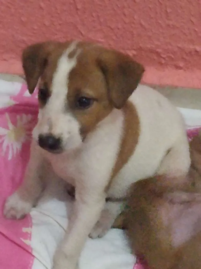 Cachorro ra a Vira lata idade 7 a 11 meses nome Não sei