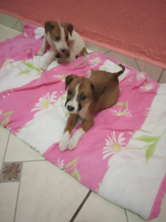 Cachorro ra a Vira lata idade 7 a 11 meses nome Não sei