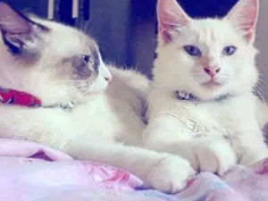 Gato raça Branco e siamês  idade 2 a 6 meses nome Cícero e Lindalva 