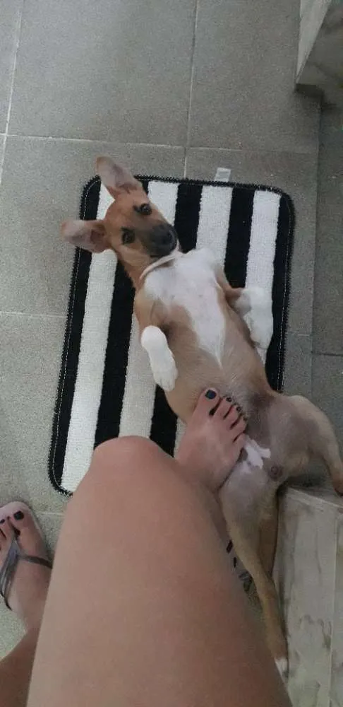 Cachorro ra a Desconhecida  idade 2 a 6 meses nome Estou chamando de at