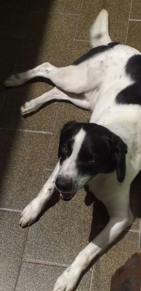 Cachorro ra a Mistura de dálmata  idade 2 anos nome Ayron