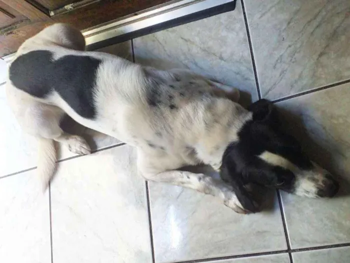 Cachorro ra a Mistura de dálmata  idade 2 anos nome Ayron