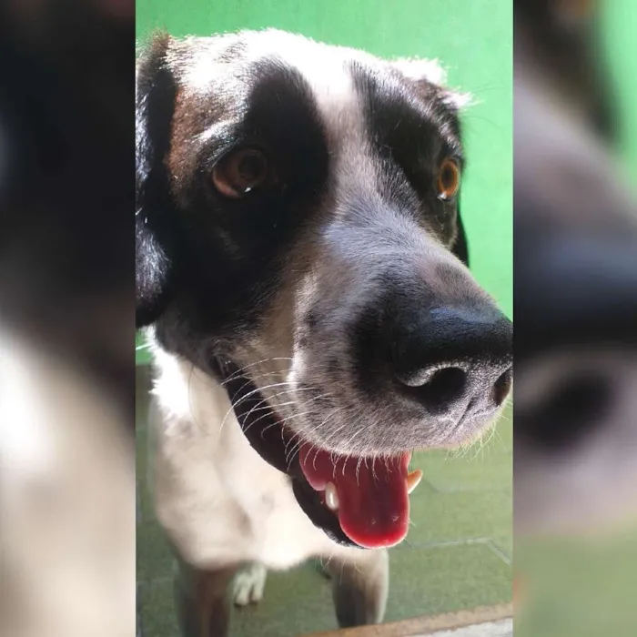 Cachorro ra a Mistura de dálmata  idade 2 anos nome Ayron