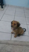 Barney 