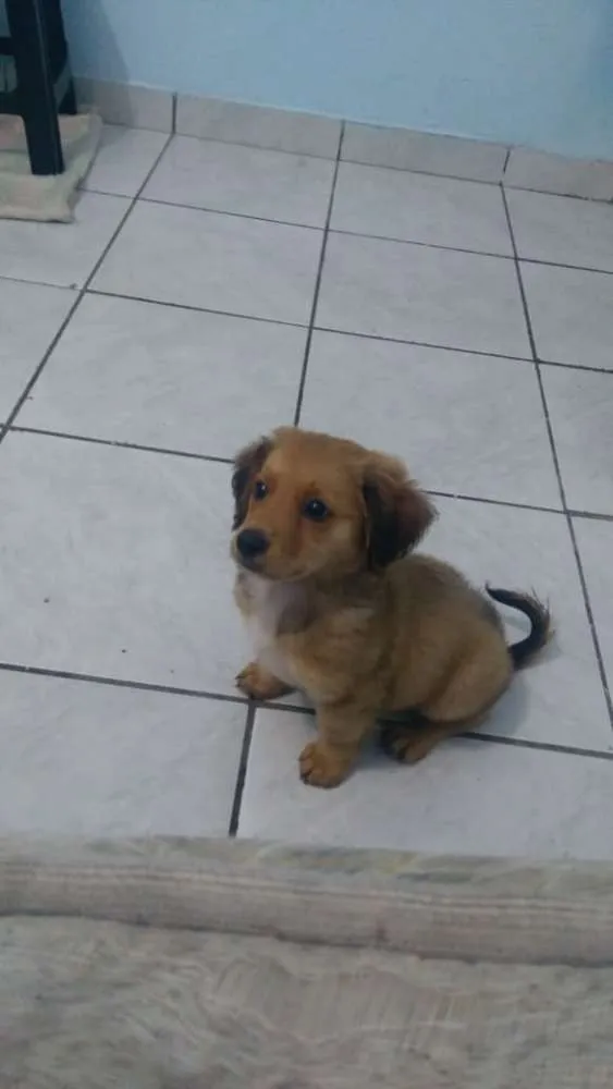 Cachorro ra a Não sei  idade 2 a 6 meses nome Barney 