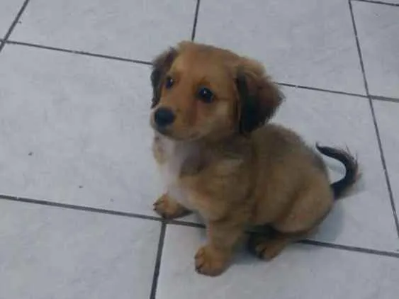 Cachorro ra a Não sei  idade 2 a 6 meses nome Barney 