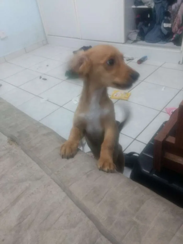 Cachorro ra a Não sei  idade 2 a 6 meses nome Barney 