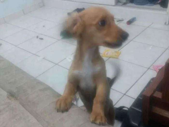 Cachorro ra a Não sei  idade 2 a 6 meses nome Barney 
