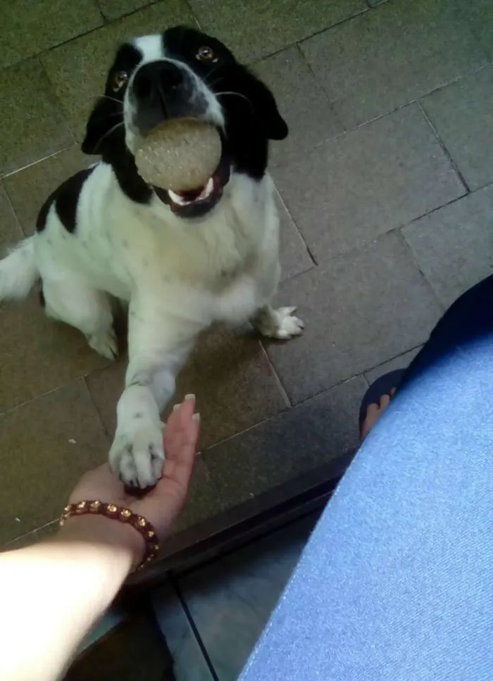 Cachorro ra a Mistura de dálmata  idade 2 anos nome Ayron