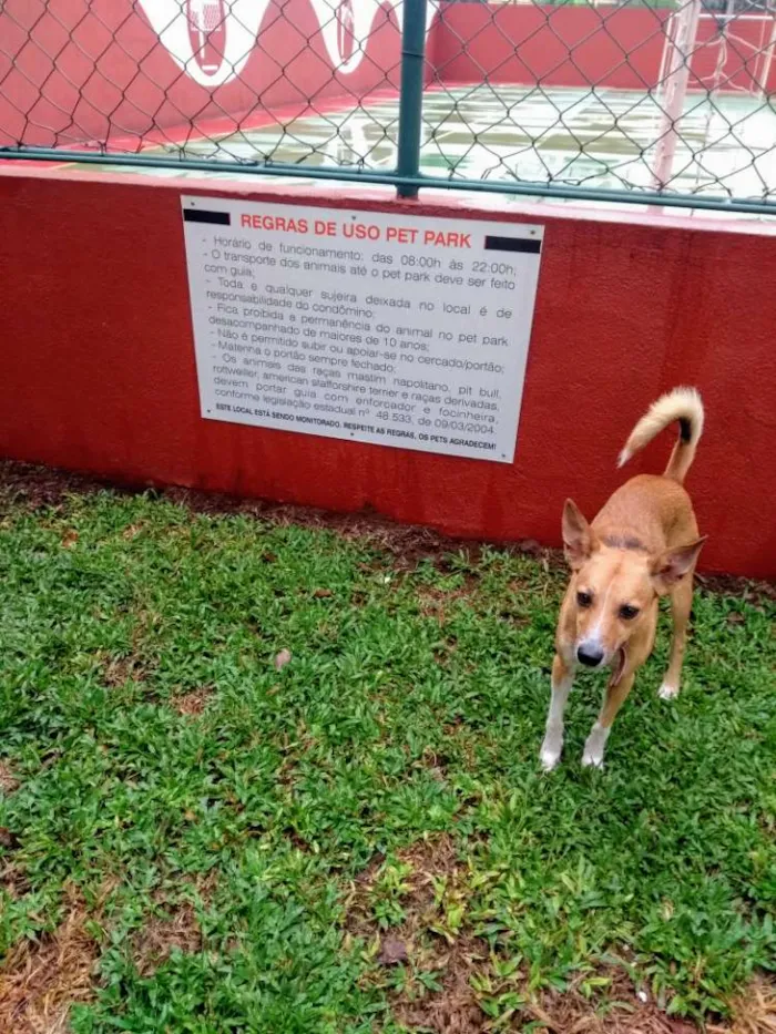 Cachorro ra a Srd idade 2 anos nome Simba