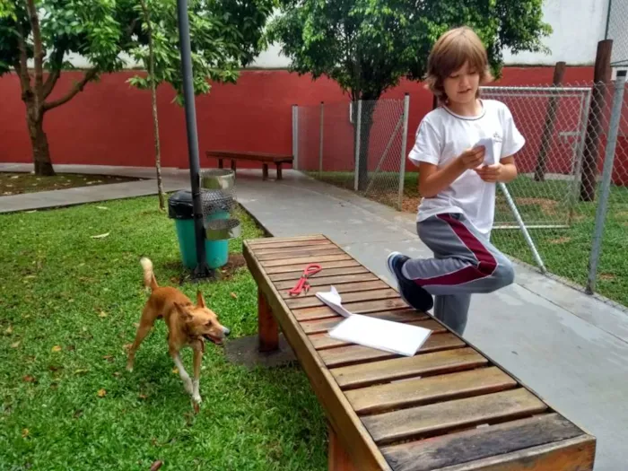 Cachorro ra a Srd idade 2 anos nome Simba