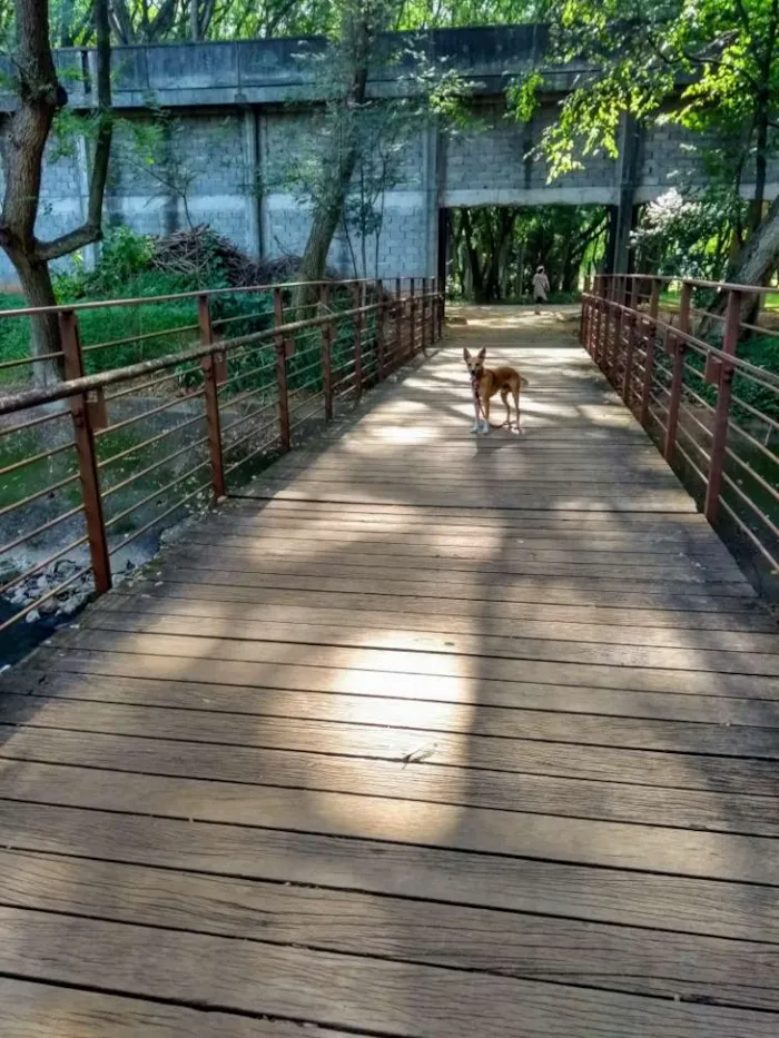 Cachorro ra a Srd idade 2 anos nome Simba