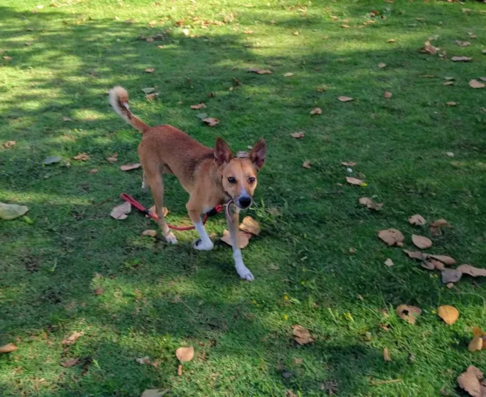 Cachorro ra a Srd idade 2 anos nome Simba