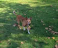 Simba