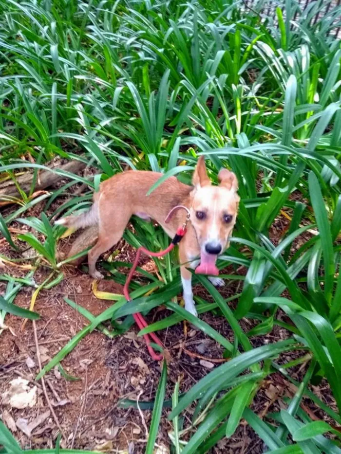 Cachorro ra a Srd idade 2 anos nome Simba